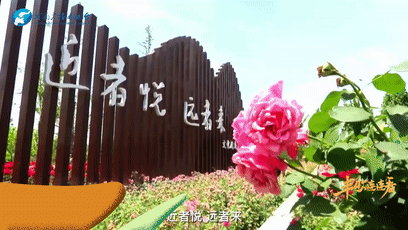 鷹城還盛產(chǎn)韭菜和肉鴿？平頂山農(nóng)業(yè)農(nóng)村局局長@你來富硒糧倉曬早秋！