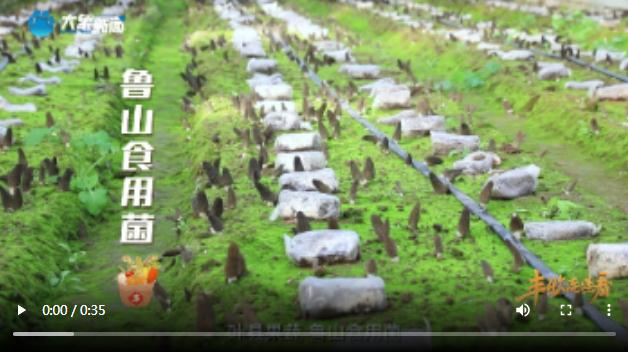 鷹城還盛產(chǎn)韭菜和肉鴿？平頂山農(nóng)業(yè)農(nóng)村局局長@你來富硒糧倉曬早秋！