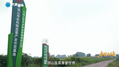 鷹城還盛產(chǎn)韭菜和肉鴿？平頂山農(nóng)業(yè)農(nóng)村局局長@你來富硒糧倉曬早秋！