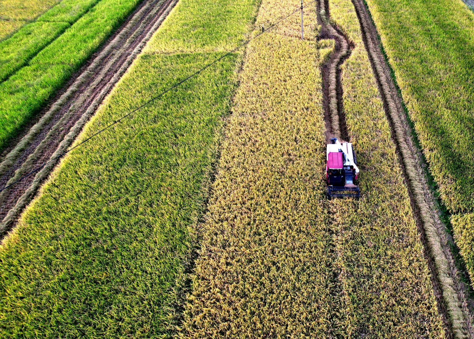稻花香里說(shuō)豐年丨忙收割、忙接單……中原大地全面進(jìn)入“收秋時(shí)間”