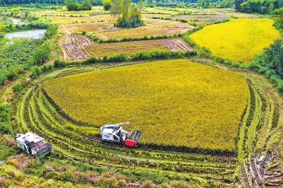 稻花香里說豐年丨養(yǎng)好水 種好稻&mdash;&mdash;河南從南到北都有好稻米
