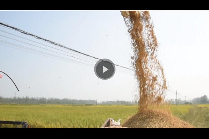 稻花香里說(shuō)豐年丨忙收割、忙接單……中原大地全面進(jìn)入“收秋時(shí)間”