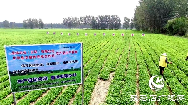 正陽縣:特色種植打造鄉(xiāng)村產(chǎn)業(yè)靚點(diǎn)