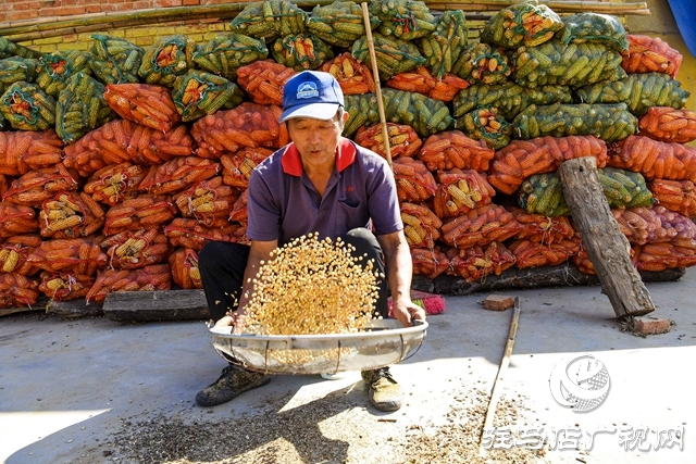 正陽縣:村頭田間盡是豐收景