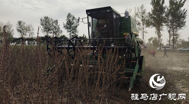 河南省農(nóng)業(yè)良種聯(lián)合攻關(guān)項(xiàng)目&mdash;&mdash;宜機(jī)收芝麻在駐馬店順利收割