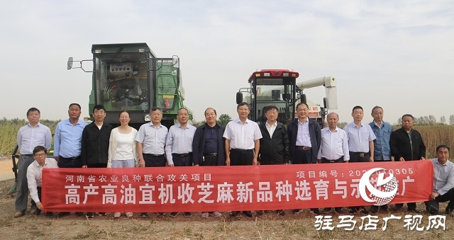 河南省農(nóng)業(yè)良種聯(lián)合攻關(guān)項(xiàng)目&mdash;&mdash;宜機(jī)收芝麻在駐馬店順利收割