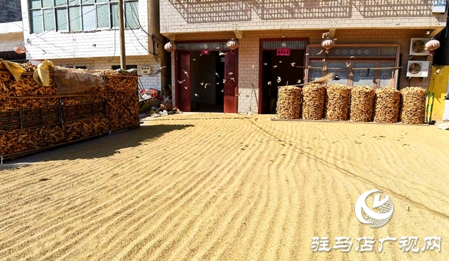 正陽縣:村頭田間盡是豐收景