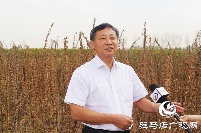河南省農(nóng)業(yè)良種聯(lián)合攻關(guān)項(xiàng)目&mdash;&mdash;宜機(jī)收芝麻在駐馬店順利收割