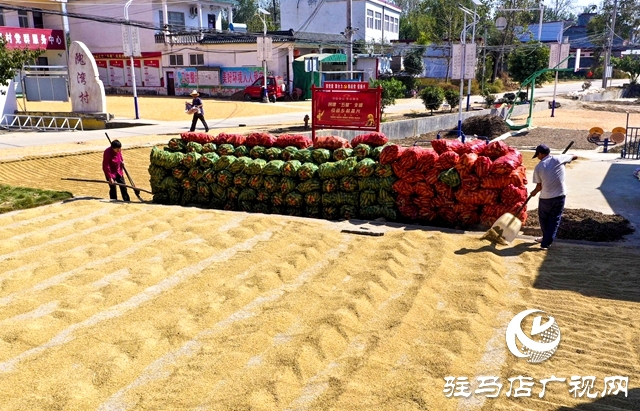 正陽縣:村頭田間盡是豐收景