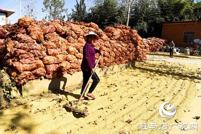 正陽縣:村頭田間盡是豐收景