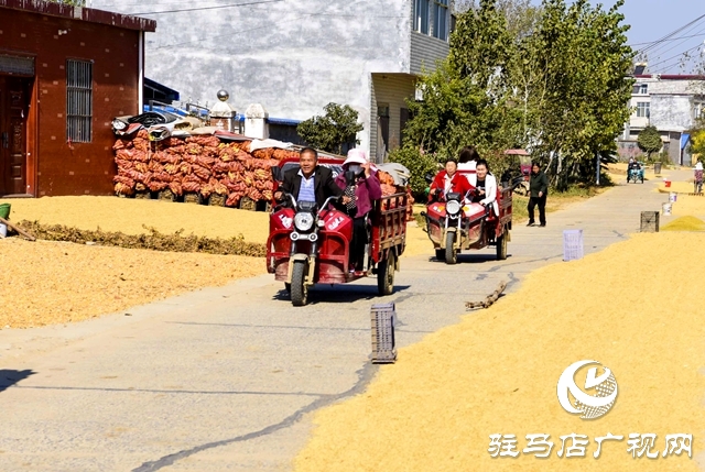 正陽縣:村頭田間盡是豐收景