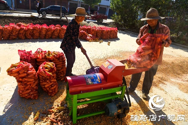 正陽縣:村頭田間盡是豐收景