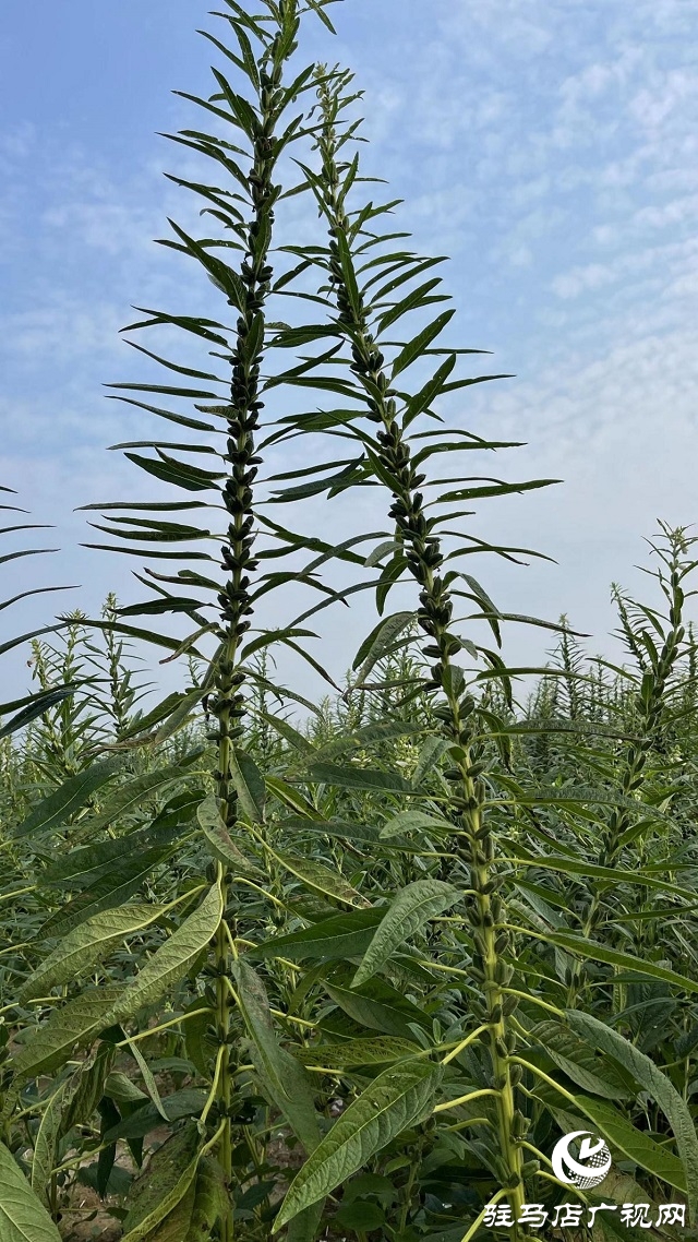 河南省農(nóng)業(yè)良種聯(lián)合攻關(guān)項(xiàng)目&mdash;&mdash;宜機(jī)收芝麻在駐馬店順利收割