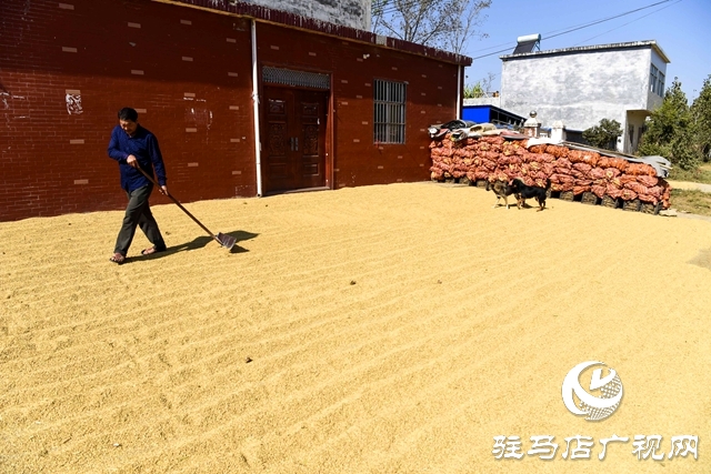正陽縣:村頭田間盡是豐收景