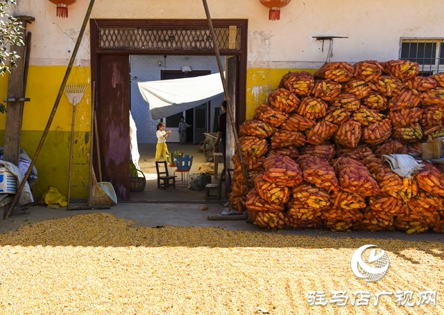 正陽縣:村頭田間盡是豐收景