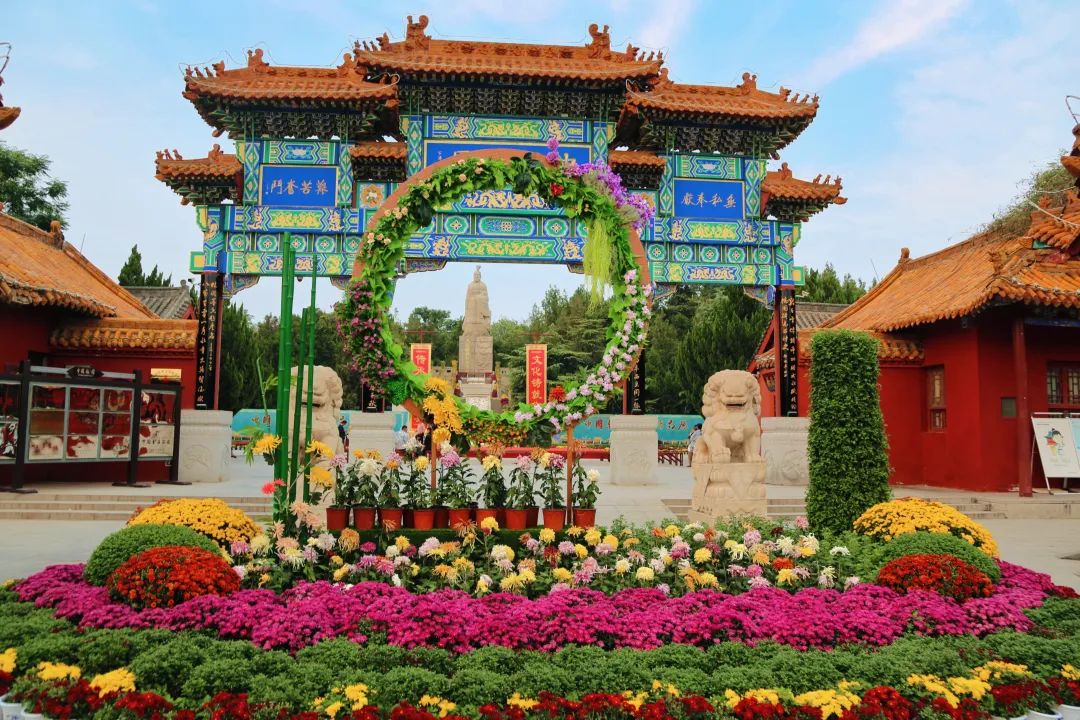 一朵菊花如何帶火一座城丨焦點網談