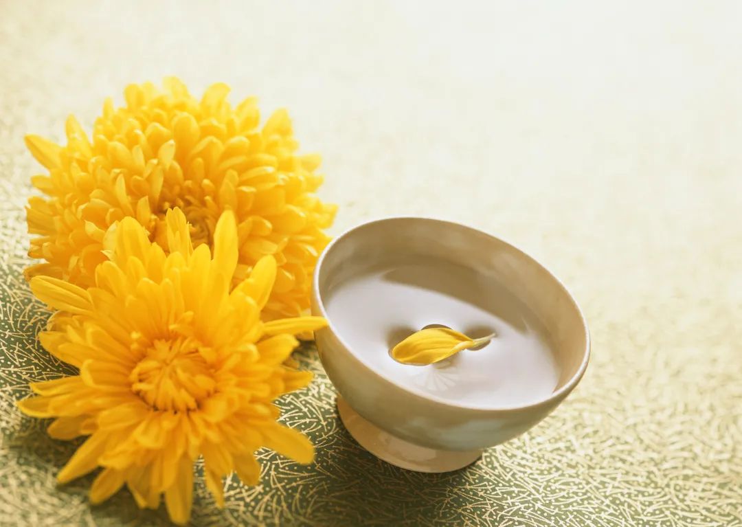 一朵菊花如何帶火一座城丨焦點網談