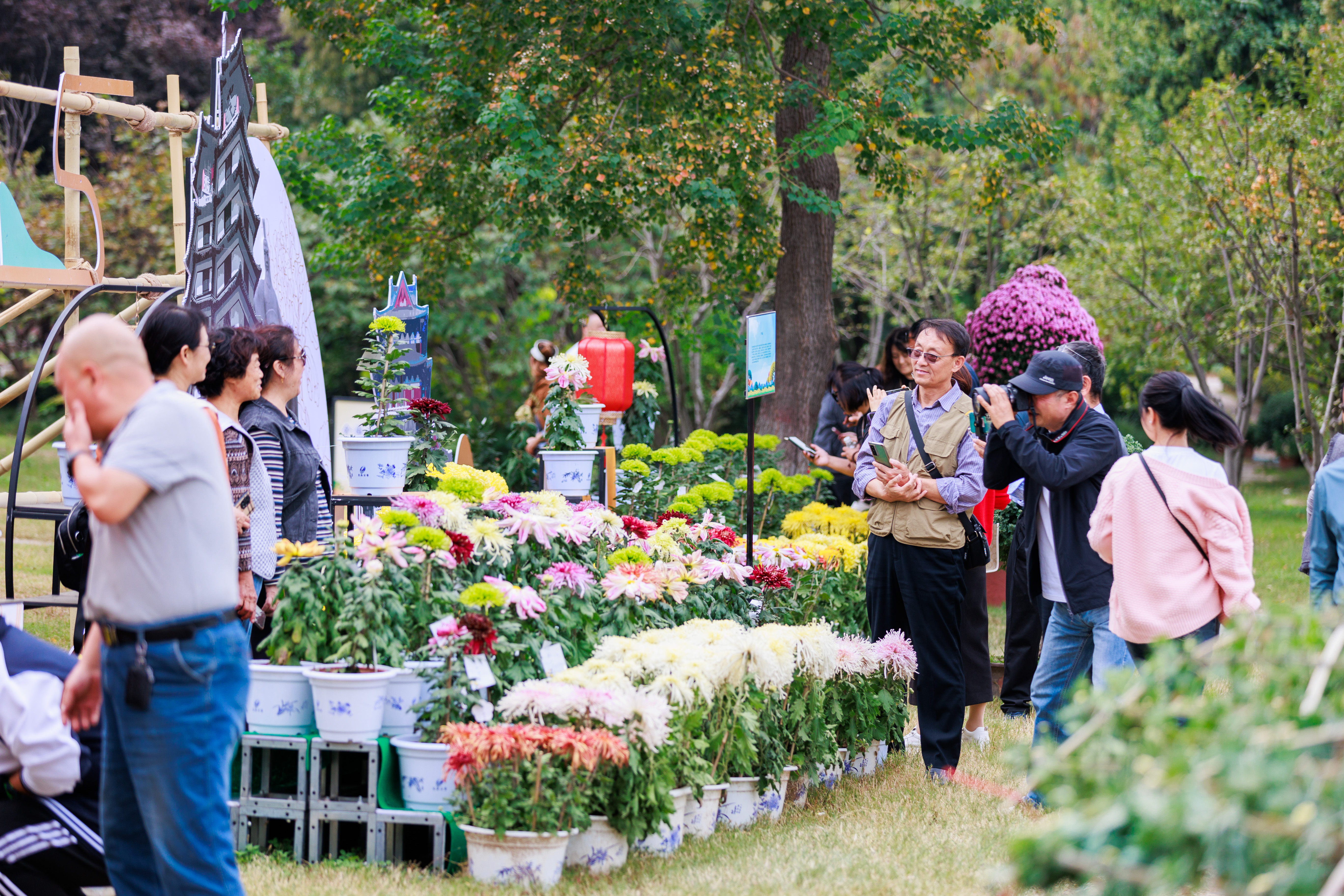 鄉(xiāng)村行·看振興|河南開(kāi)封：以菊為媒助力產(chǎn)業(yè)錦上添花