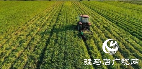 汝南：雁亭農(nóng)人&mdash;&mdash;&ldquo;四籽紅美人&rdquo;新品上市！