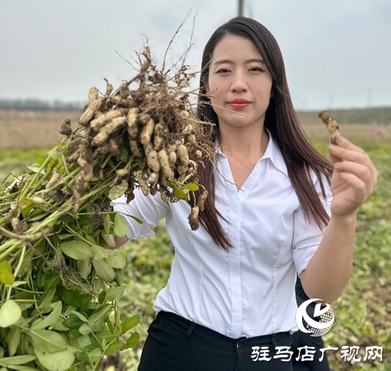 汝南：雁亭農(nóng)人&mdash;&mdash;&ldquo;四籽紅美人&rdquo;新品上市！