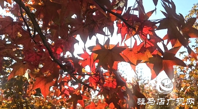 駐馬店:助力鄉(xiāng)村振興 描繪七彩畫卷