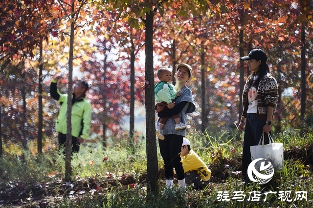 駐馬店:助力鄉(xiāng)村振興 描繪七彩畫卷