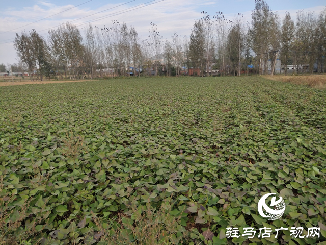 泌陽縣：紅薯種植帶來助農增收&ldquo;新&rdquo;薯光