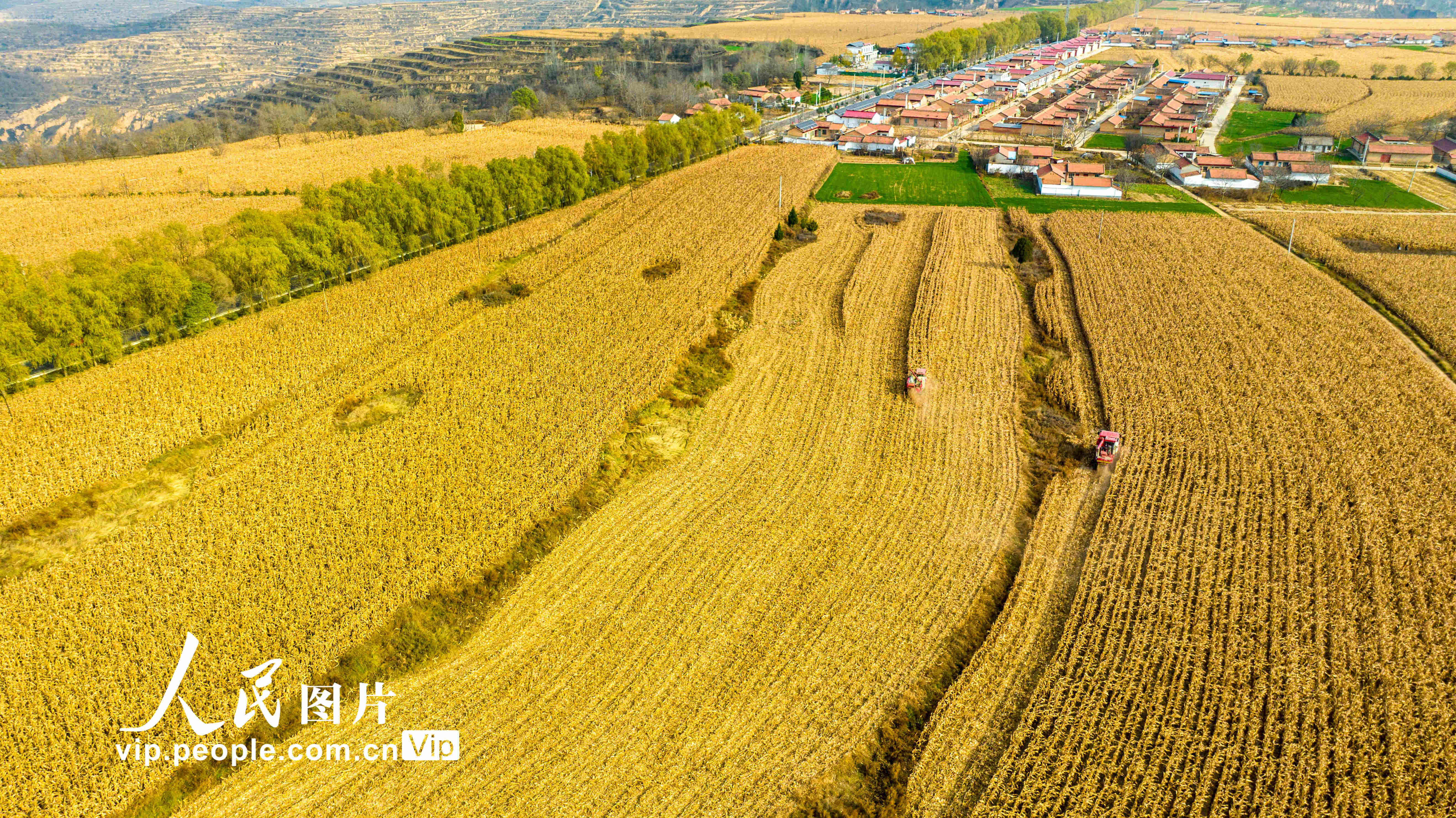 甘肅平?jīng)觯荷降赜衩讚屖彰? /></p>
<p>2023年11月11日，農(nóng)民正駕駛著收割機在甘肅省平?jīng)鍪谐缧趴h柏樹鎮(zhèn)的田間地頭搶收玉米。</p>
<p><img src=