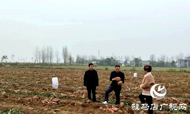 泌陽縣泰山廟鎮(zhèn):煙薯套種大豐收 走好增收致富路