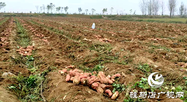 泌陽縣泰山廟鎮(zhèn):煙薯套種大豐收 走好增收致富路