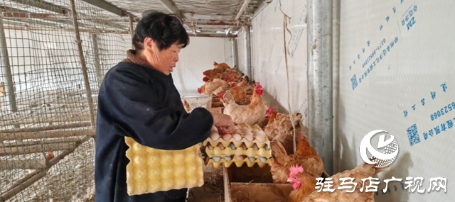 平輿縣李屯鎮(zhèn)魏樓村:“雞蛋經(jīng)濟(jì)”促農(nóng)增收