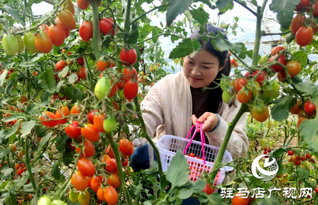 泌陽縣：綠色大棚收獲季 休閑采摘正當(dāng)時