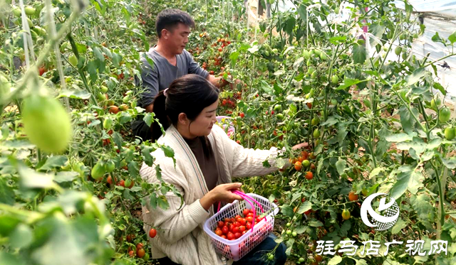 泌陽縣：綠色大棚收獲季 休閑采摘正當(dāng)時
