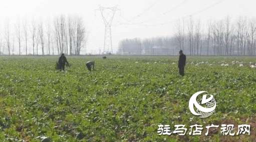 上蔡:主播直播賣蘿卜 助力銷售樂農(nóng)戶