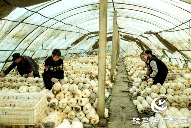 正陽縣清源街道：致富路上有&ldquo;蘑&rdquo;力 &ldquo;菇&rdquo;香點(diǎn)亮&ldquo;產(chǎn)業(yè)興旺星&rdquo;