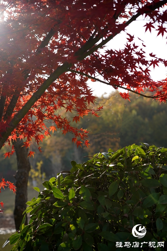 確山縣:盤龍山上楓葉紅