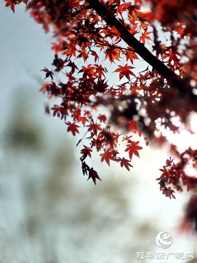 確山縣:盤龍山上楓葉紅