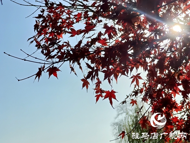 確山縣:盤龍山上楓葉紅