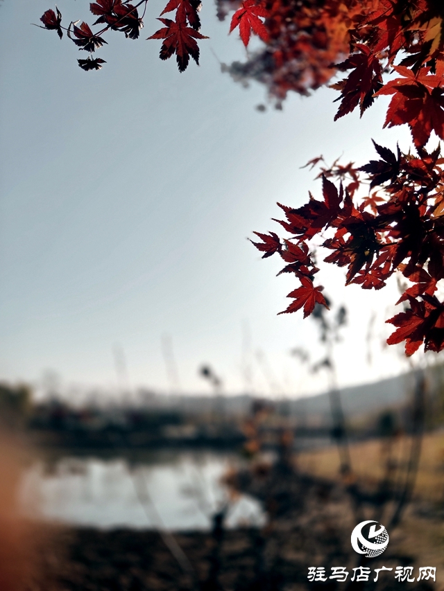 確山縣:盤龍山上楓葉紅