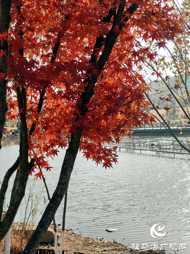 確山縣:盤龍山上楓葉紅