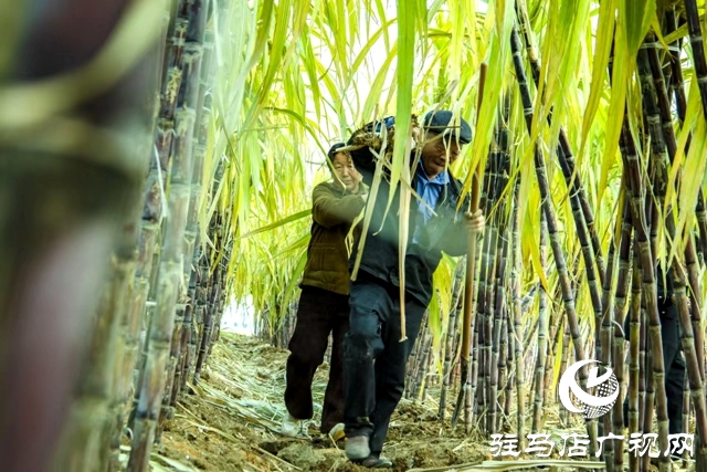 正陽縣清源街道：甜蜜生活在&ldquo;蔗&rdquo;里