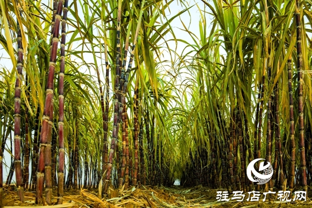 正陽縣清源街道：甜蜜生活在&ldquo;蔗&rdquo;里