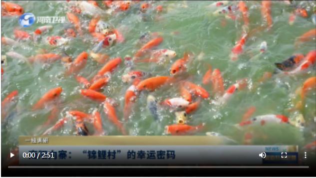 南陽向寨：&ldquo;錦鯉村&rdquo;的幸運密碼丨一線調(diào)研