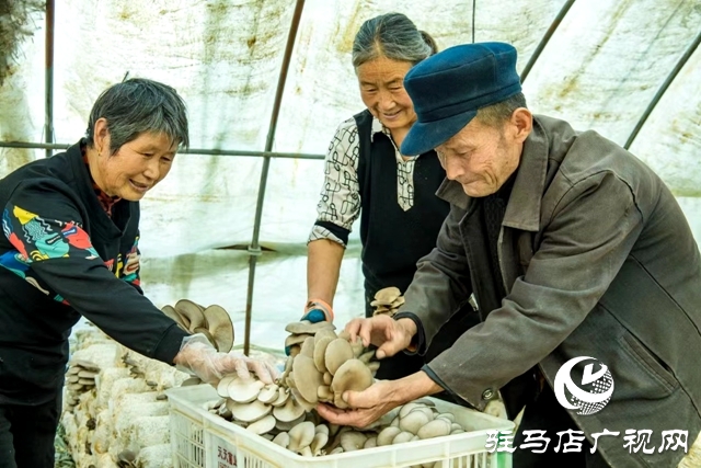 正陽縣清源街道：致富路上有&ldquo;蘑&rdquo;力 &ldquo;菇&rdquo;香點(diǎn)亮&ldquo;產(chǎn)業(yè)興旺星&rdquo;