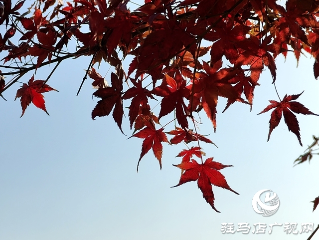 確山縣:盤龍山上楓葉紅