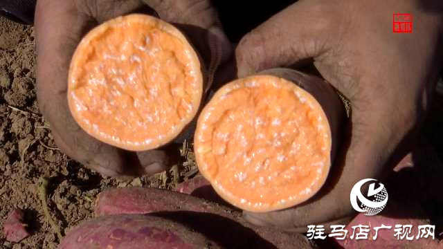 上蔡縣小岳寺鄉(xiāng):甜蜜事業(yè)無限好