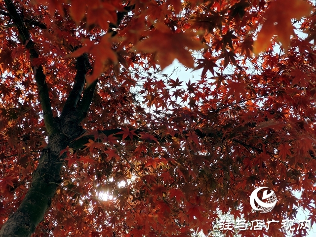 確山縣:盤龍山上楓葉紅