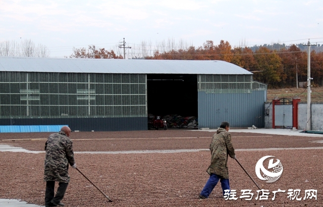 泌陽(yáng)縣黃山口鄉(xiāng)：中藥材成為群眾致富金&ldquo;藥&rdquo;匙