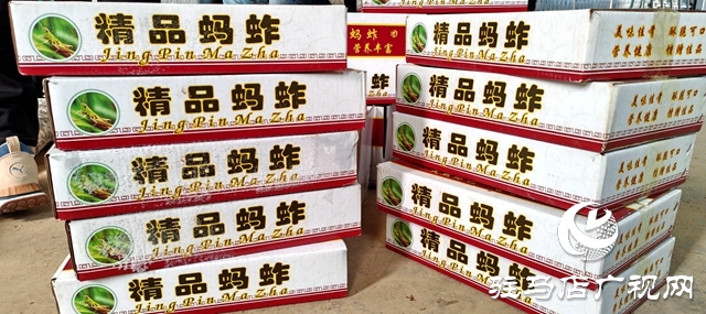 平輿縣萬冢鎮(zhèn)牛莊村:小螞蚱“蹦”出致富路助村民飛“蝗”騰達