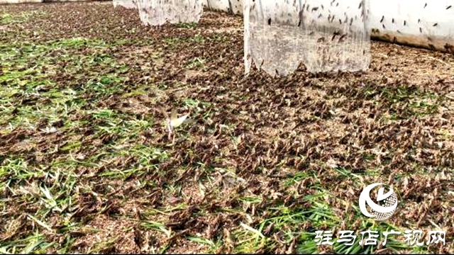 平輿縣萬冢鎮(zhèn)牛莊村:小螞蚱“蹦”出致富路助村民飛“蝗”騰達